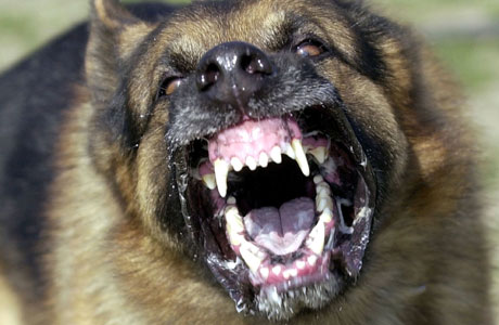 Sabre  Dog & Coyote Attack Deterrent Spray