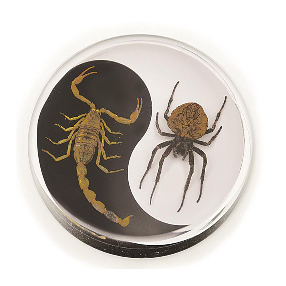 Real Insects® Yin-Yang Desktop Paperweight